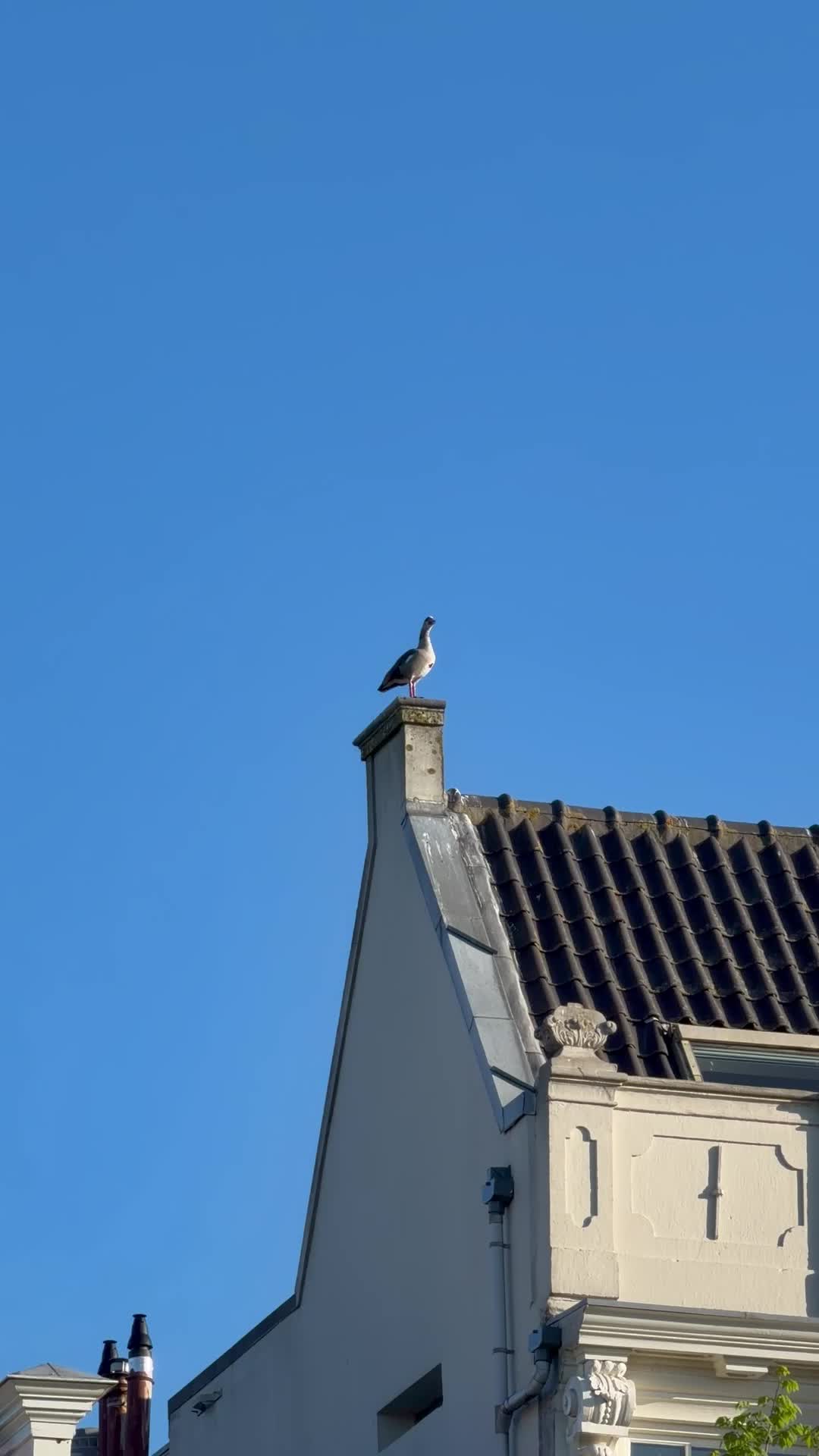 A Greylag Goose stands prominently atop a white chimney against a brilliant blue sky
