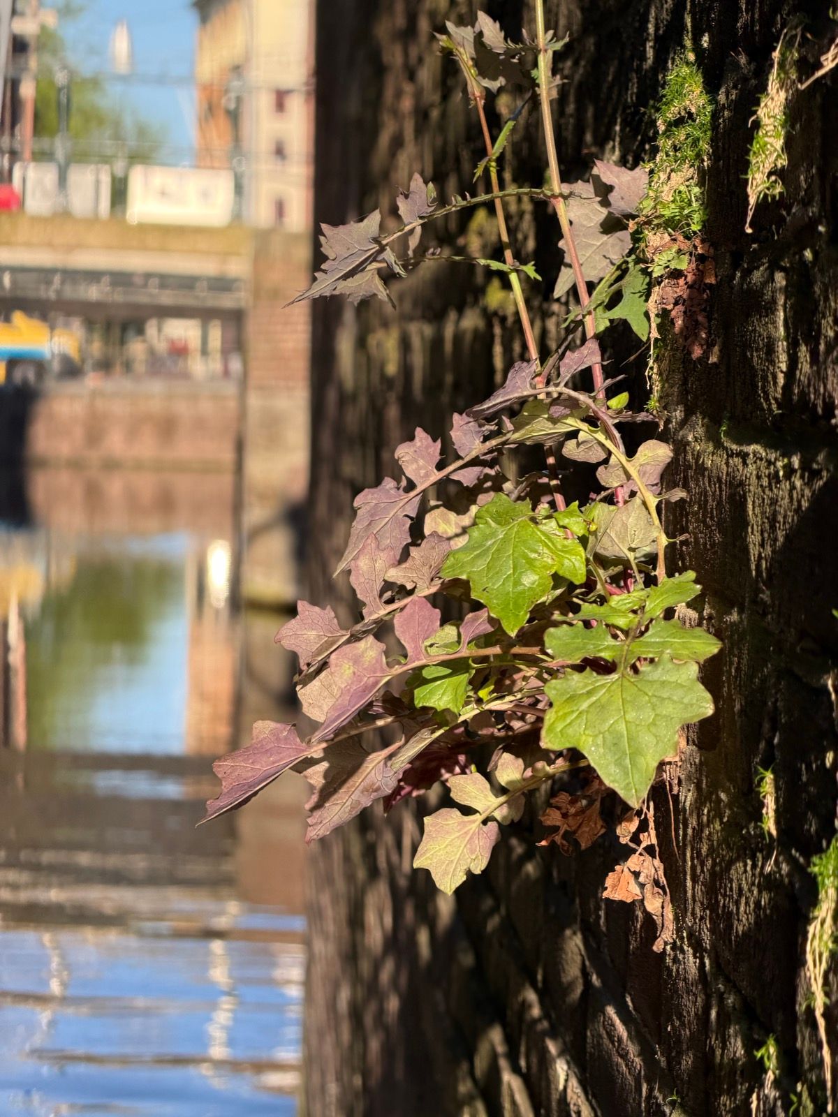 Vibrant green and reddish-purple vines cling to a sun-drenched brick wall, contrasting with the blurred blue water of a canal in the background