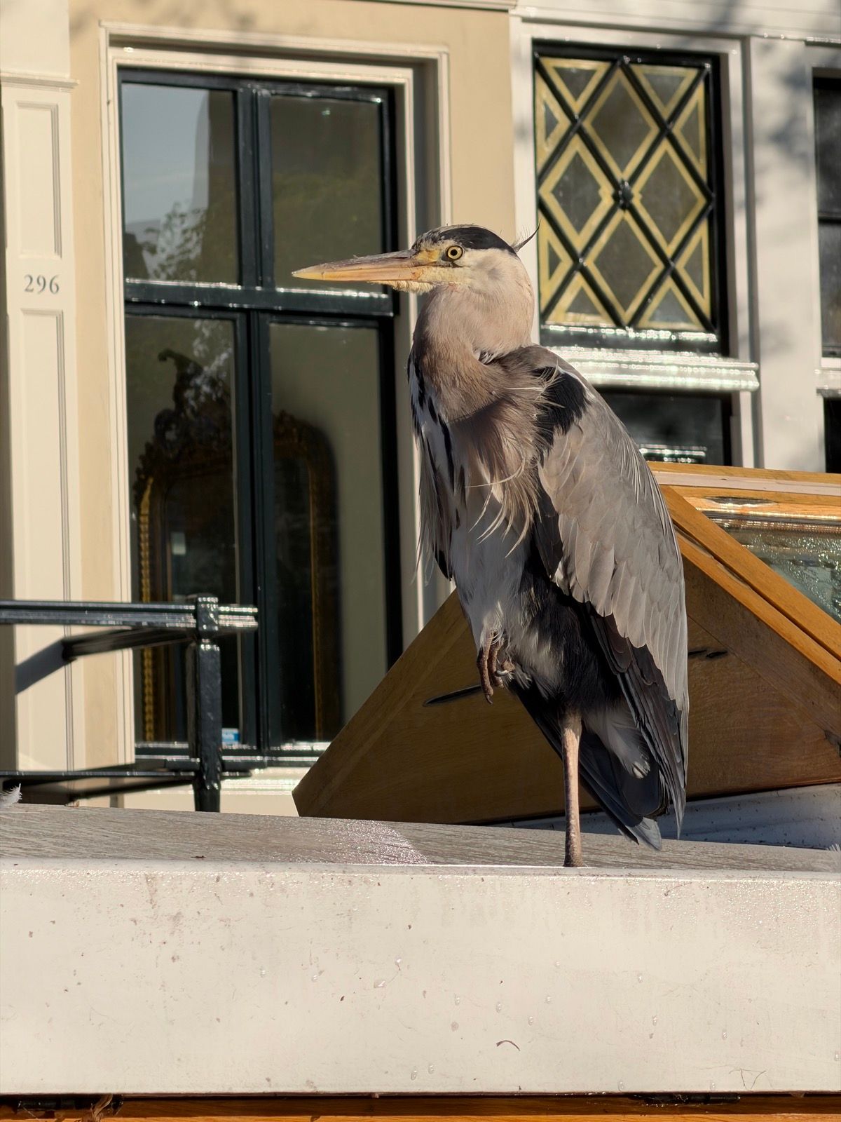 A majestic Grey Heron stands on one leg, seemingly resting, on a low wall or boat structure