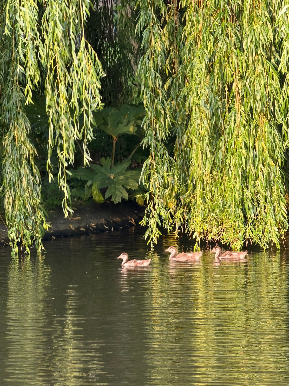 Three small ducklings swim in a calm body of water, bathed in the warm glow of the golden hour