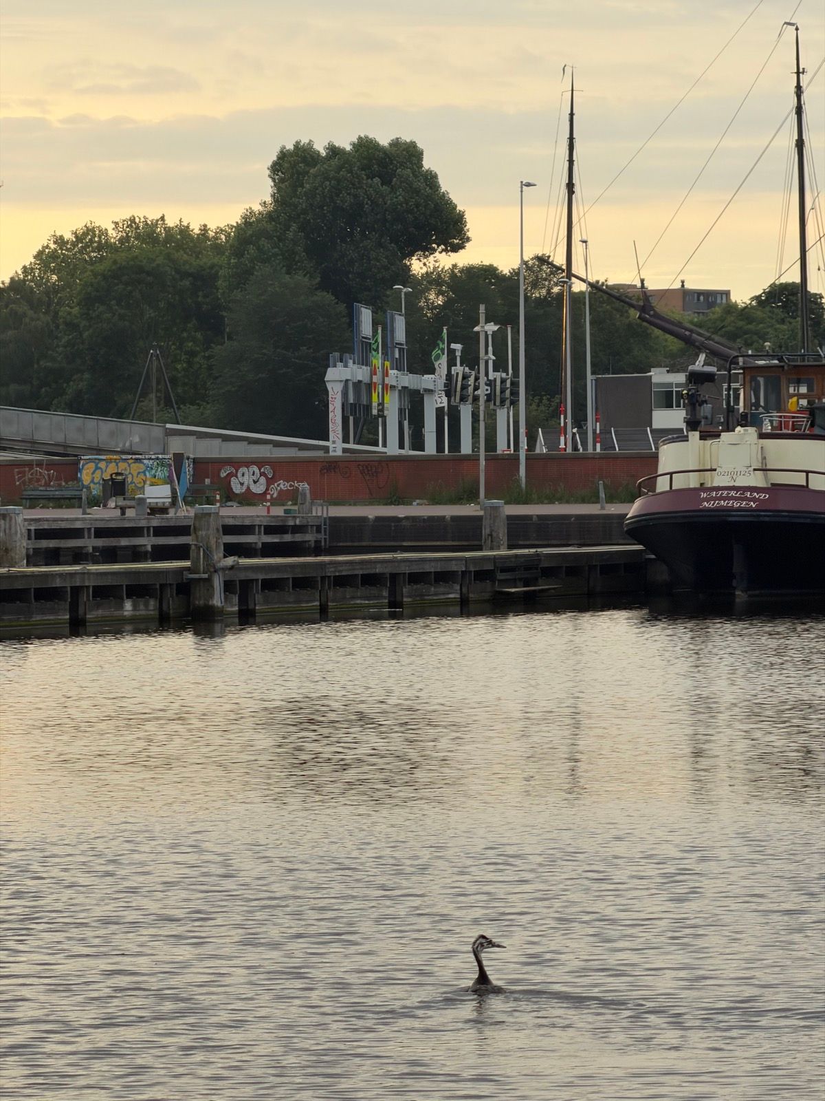 A serene scene unfolds on an urban waterfront during golden hour, where a Great Crested Grebe gracefully swims in the calm water