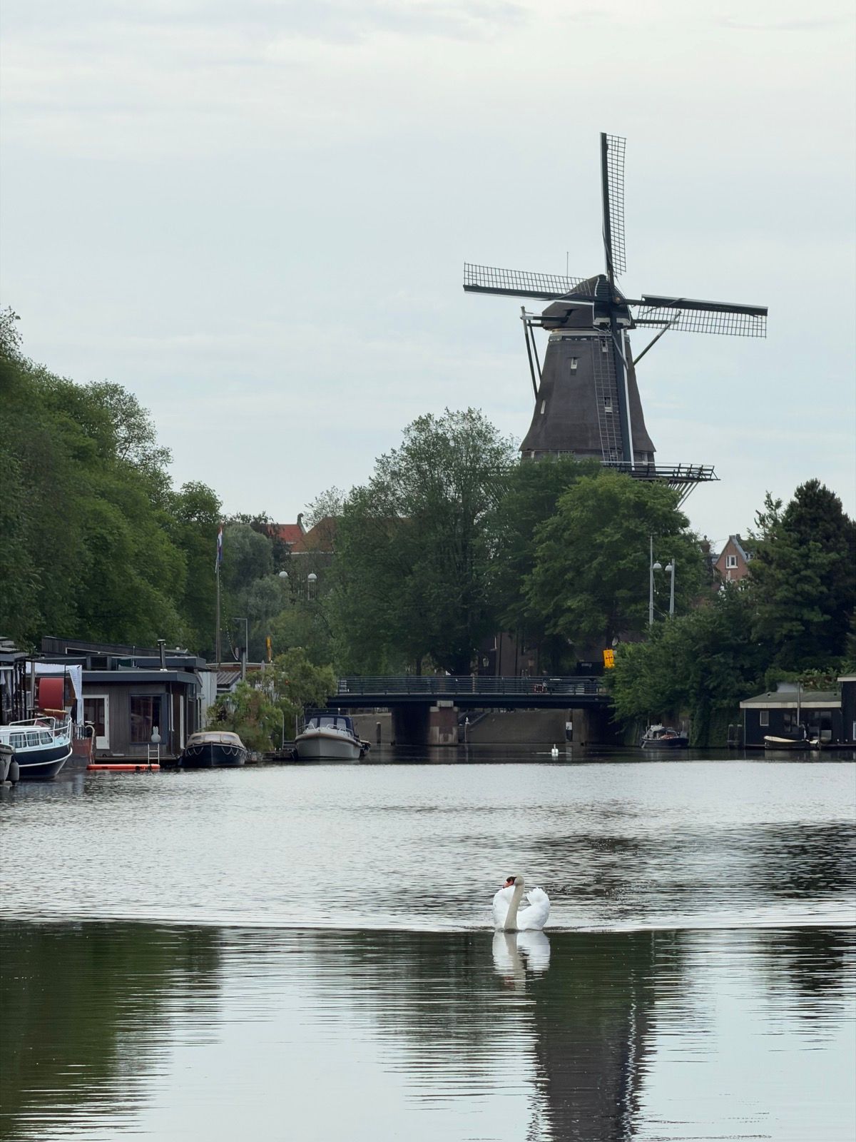 A peaceful scene unfolds with a white swan gracefully gliding across a calm canal, its reflection shimmering on the water
