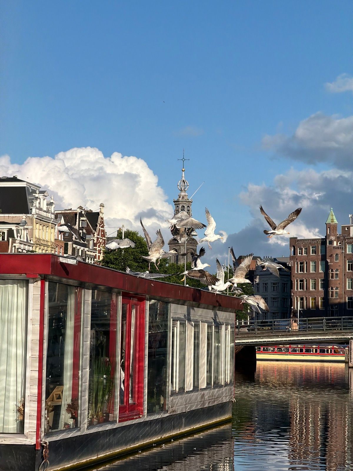 A vibrant scene unfolds on a city canal, with numerous gulls taking flight from the roof of a red and grey houseboat